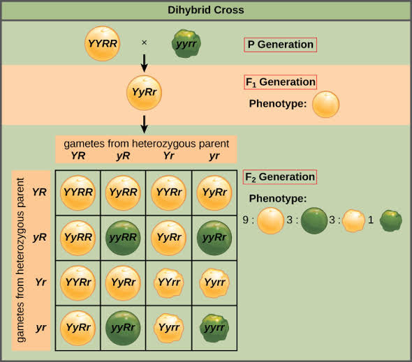 Which is the correct genotypic ratio of mendel dihybrid cross among 1:2 ...