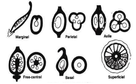 Describe the various types of placentation found in flowering plants.