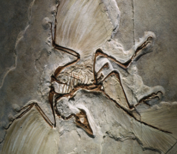 Fossil extinct birdlike reptile were first found out by-A) Leonardo da ...