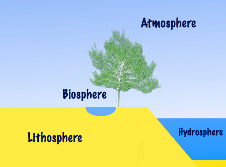 The biosphere is the area on Earth where all life occurs.