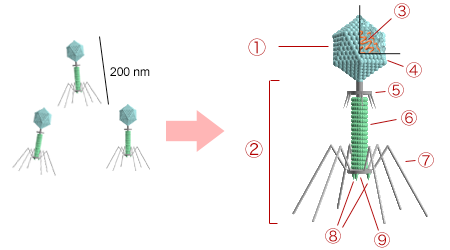 Give a brief account of viruses with respect to their structure and ...