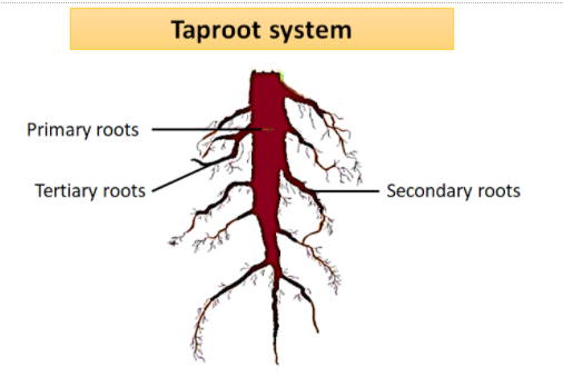 primary root system