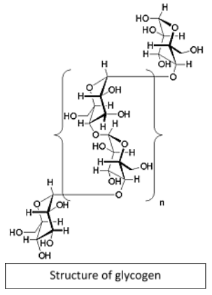 glycogen structure diagram
