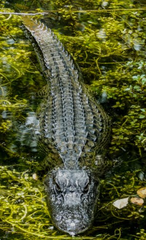 Which of these is an endangered species of India?A) \n \n \n \n \n B ...