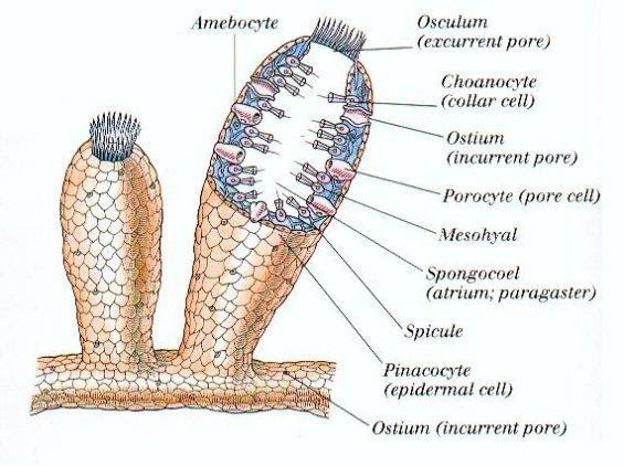 Top 127 + Triploblastic animals examples - Inoticia.net