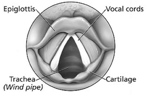 Diagrams of the larynx Source  Download Scientific Diagram