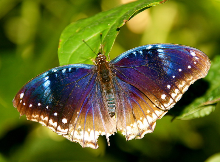 Information about the diversity of butterflies