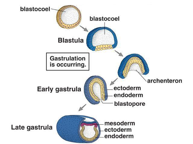 blastula