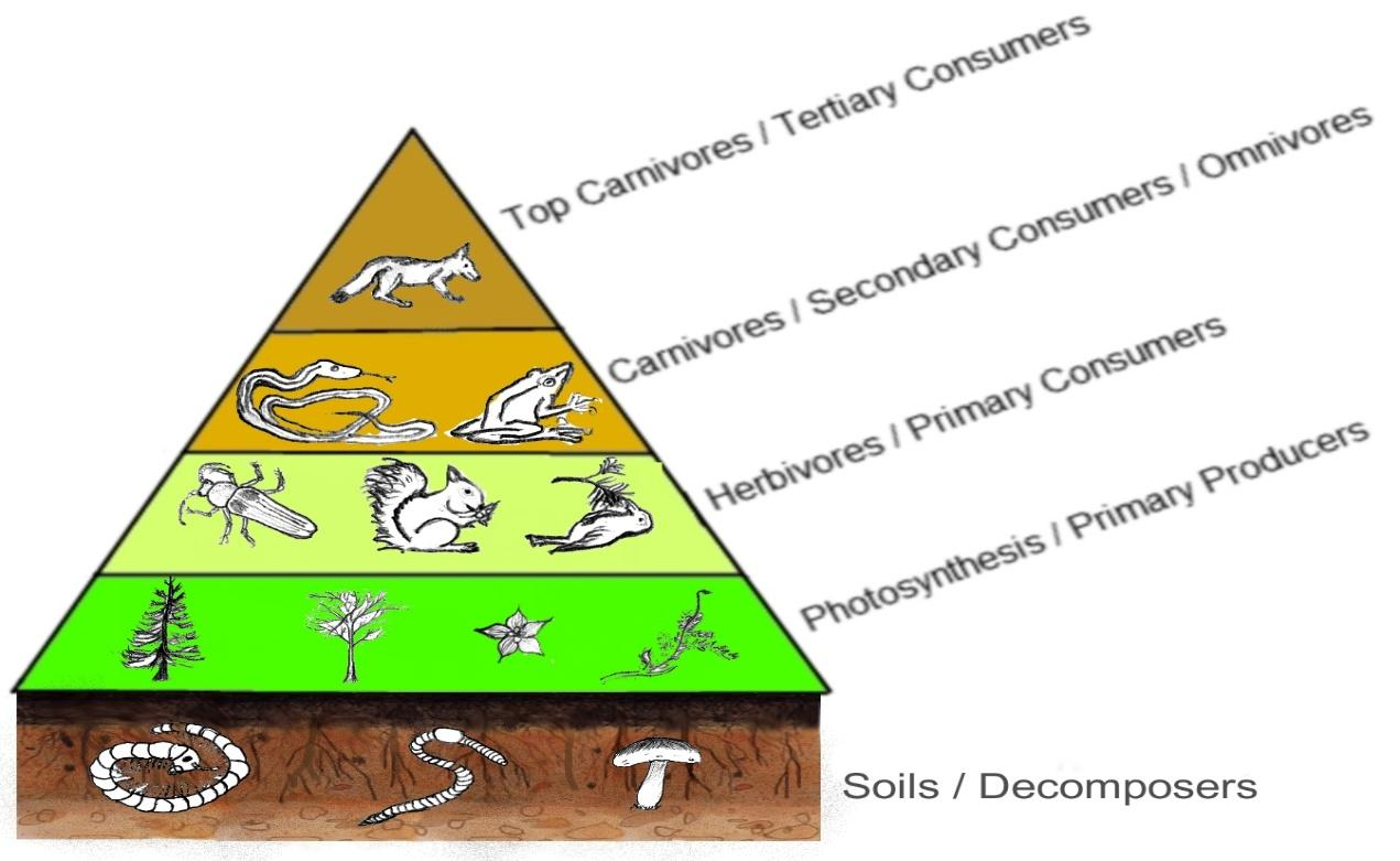 Explain the flow of energy in an ecosystem.