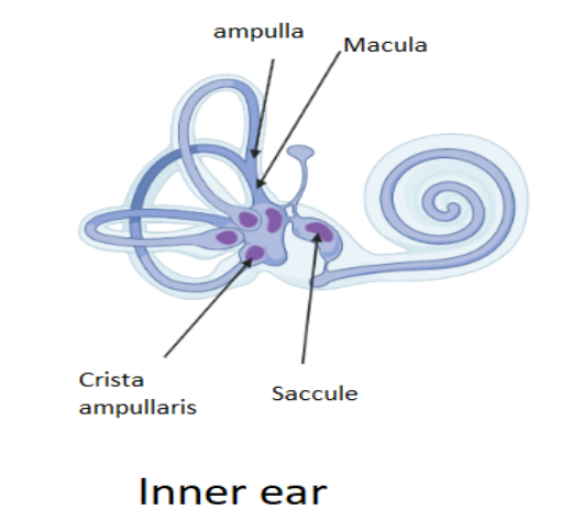 cristae ear