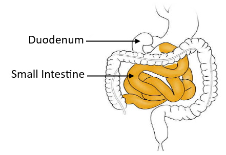 Cholecystokinin is the secretion of(a) Duodenum, which causes ...