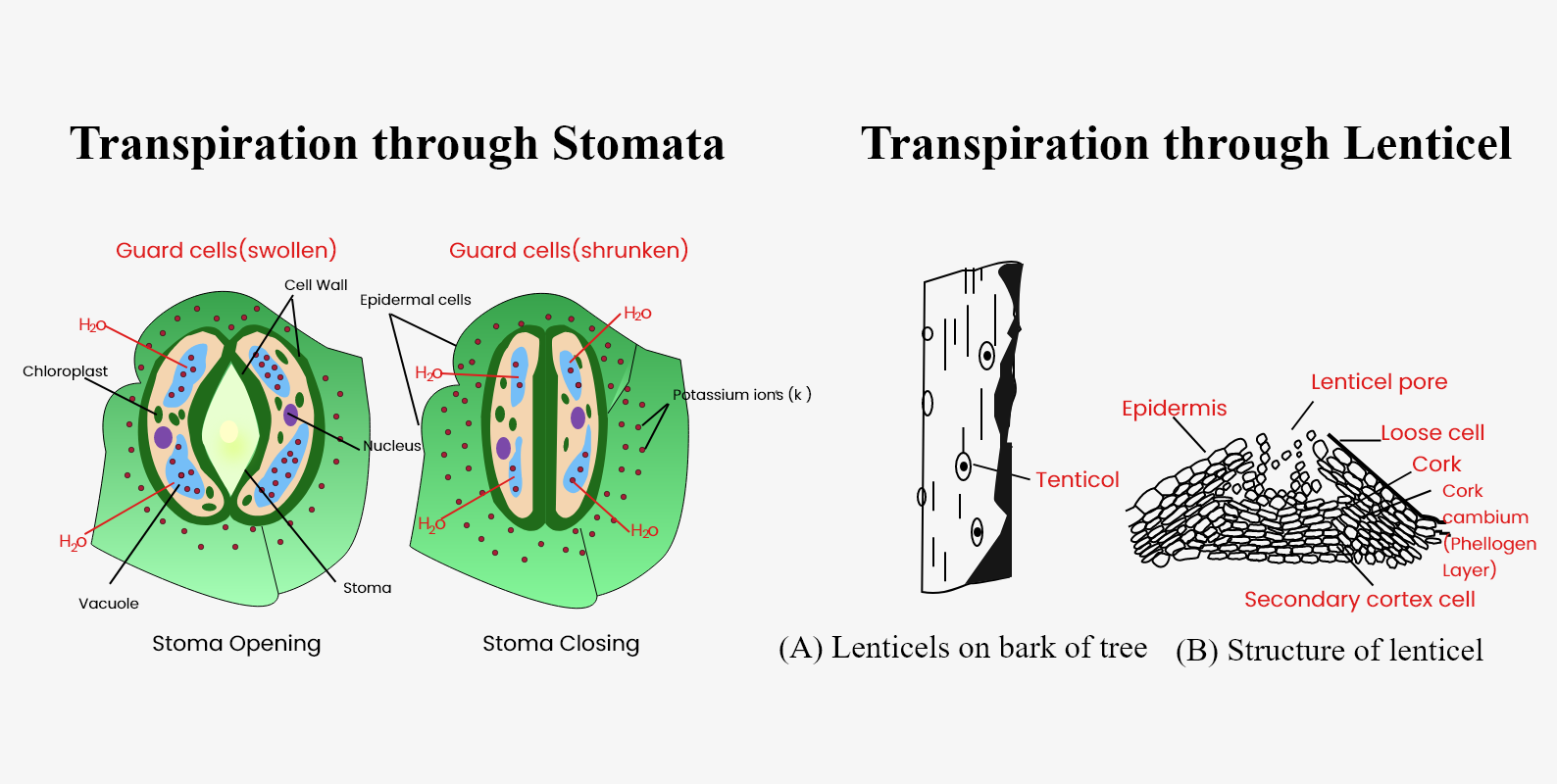 Select The Correct Statement About The Transpiration Process In Plants ...