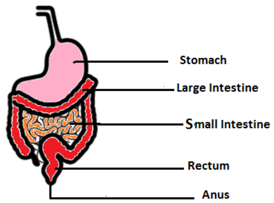 Most of the digestion and absorption of the food take class 11 biology CBSE