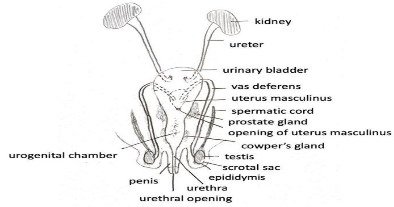 Give an account of male reproductive system of rabbits class 10 biology