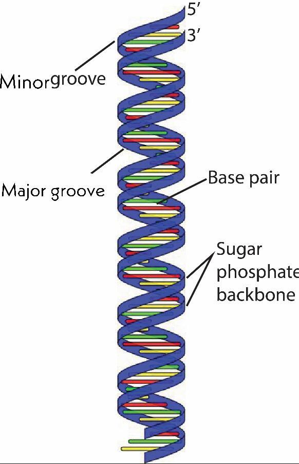 Dna Is A Polymer Of A A. Glucoseb. Amino Acidc. Nucleotided. None Of 