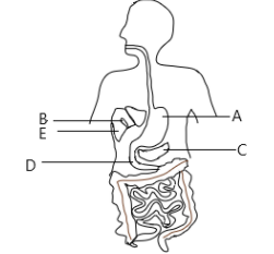 The diagram shows part of the alimentary canal:When food is present in ...