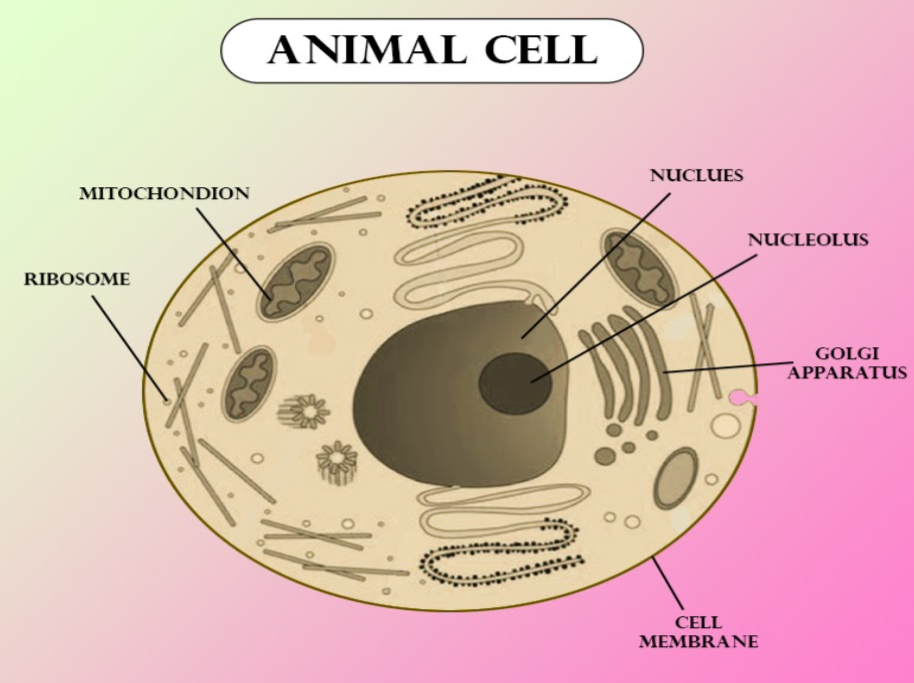 typical-animal-cell-diagram-class-11-how-to-draw-animal-cell-labelled