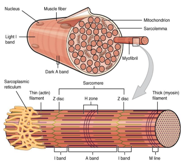 How many of the given features belong to red muscle fibers?[Fast ...