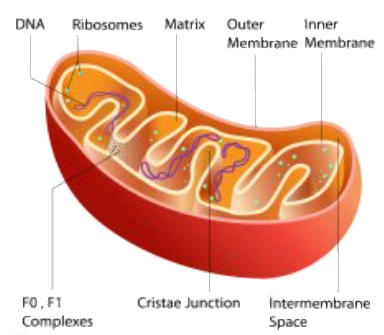 Describe The Structure Of Mitochondria With The Help Class 10 Biology Cbse