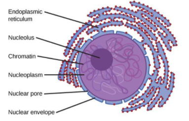 nucleus eukaryotic cbse 9th define organelle