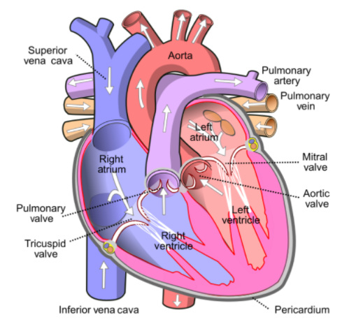 Why does the chamber of the heart have thick walls?