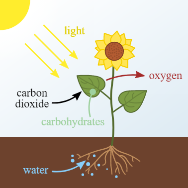 In the experiment ‘Light is essential for photosynthesis’. Why does the ...