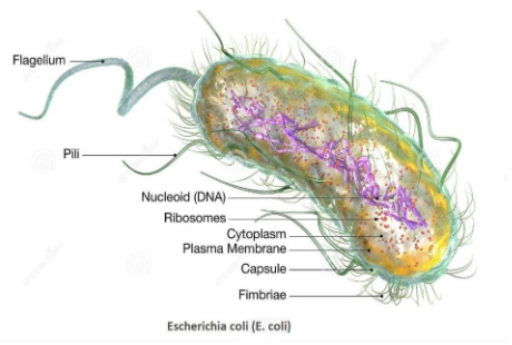 What is the size of the E. coli bacteria?(A) $500\\,\\,nm\\,$ (B) $1000 ...