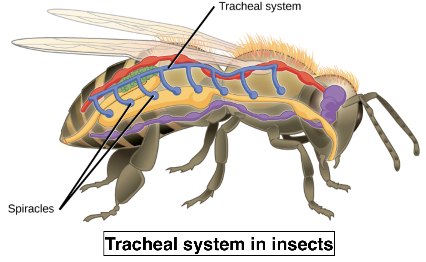 in-general-insects-respire-through-a-green-glandsb-malpighian