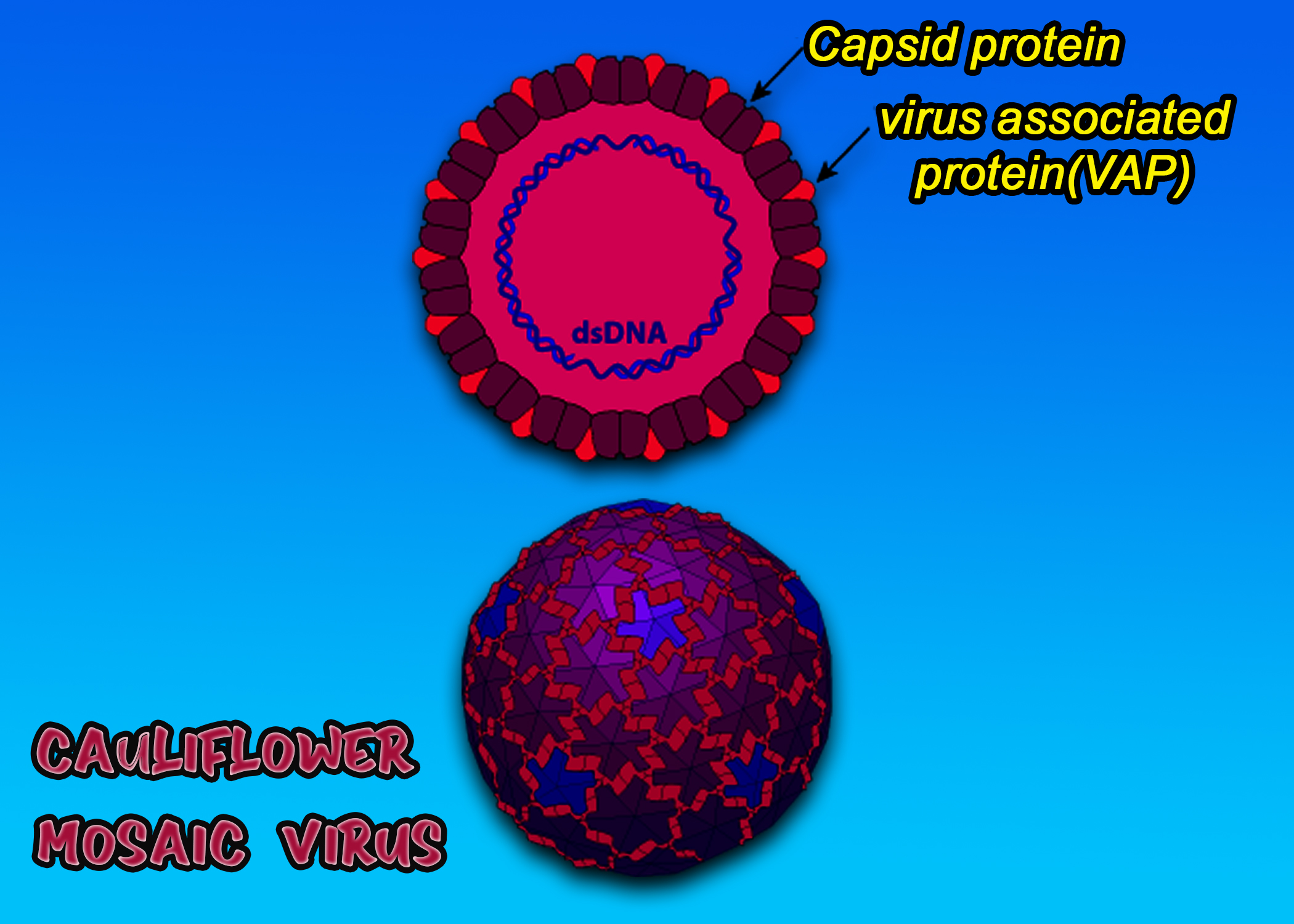 what is virus in biology class 11