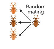 What is an example of random mating?