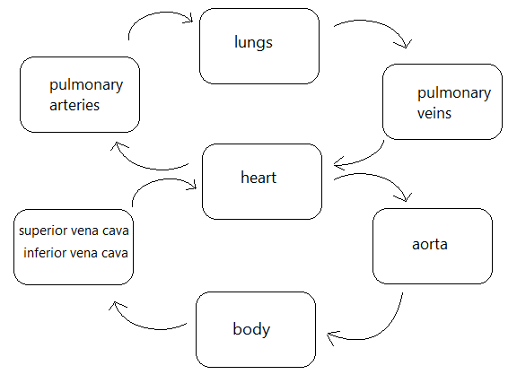 Heart in vetrebrates