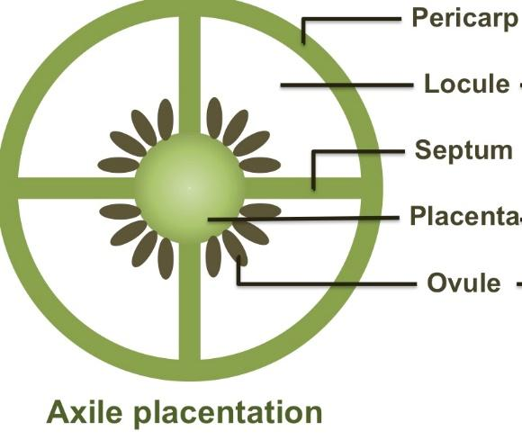 where-can-axile-placentation-be-seen