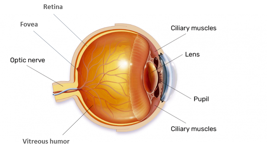 Eye anatomy diagram vision organ structure sketch on white background  vector illustration  CanStock