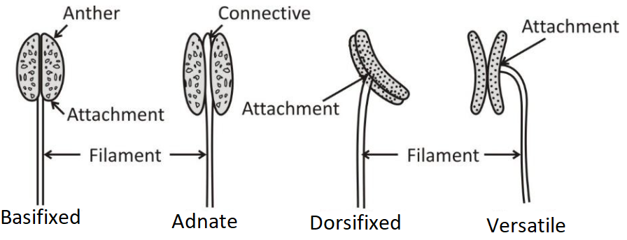 anther filament