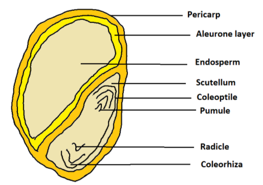 Describe The Structure Of Maize Grain 