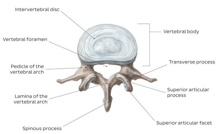 Why are the lumbar vertebrae the largest and strongest in the vertebral ...