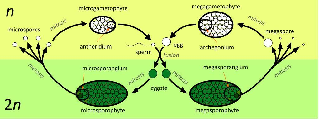 diagram-of-fully-developed-male-gametophyte-biology-sexual