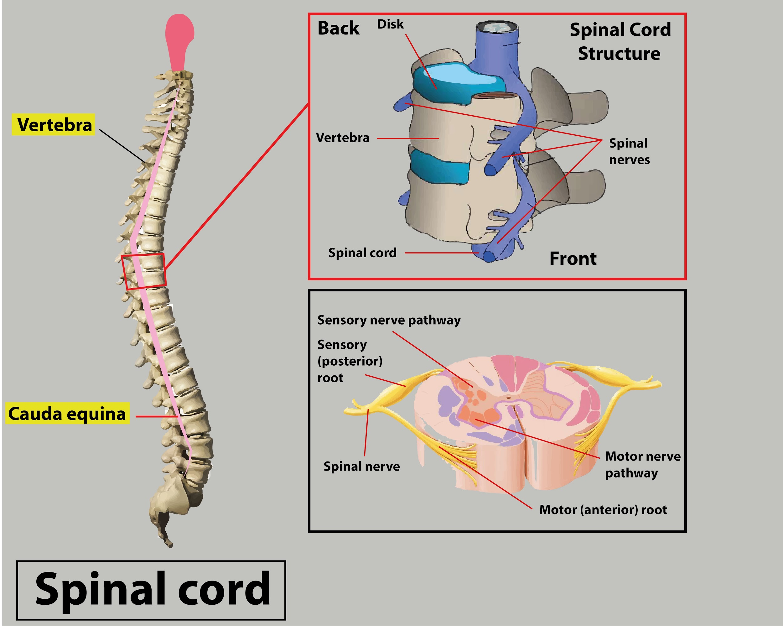 What Is The Spinal Cord How Is It Protected 