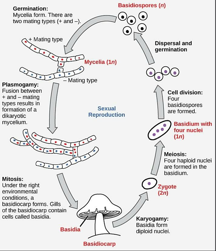 Basidiomycetes Life Cycle