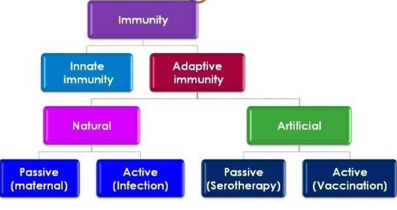 List the \\[2\\] types of immunity a human baby is born with. Explain ...