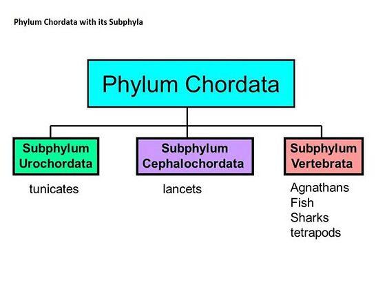 Phylum Chordata Classes