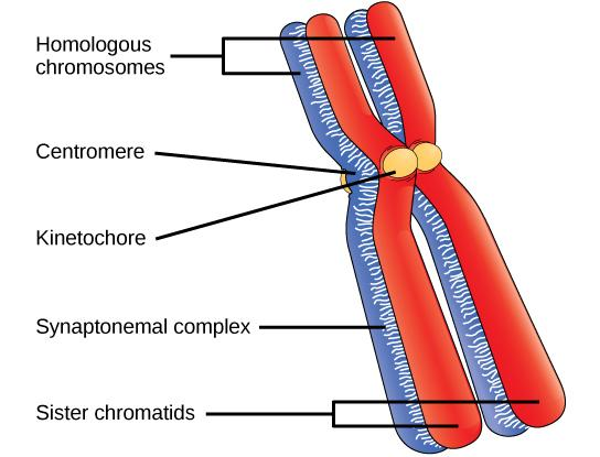 Draw A Duplicated Chromosome And Label Its Parts Class 12 Biology Cbse 
