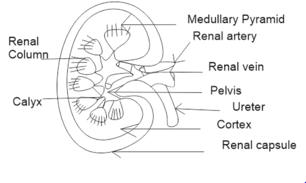 A = Kidney, B = Renal pelvis, C = Urethra, O=Urinary bladder,E = Urete