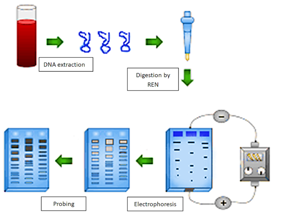 in-which-of-the-following-steps-in-dna-fingerprinting-techniques-are