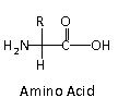 The amino acid Tryptophan is the precursor for the synthesis of.A ...