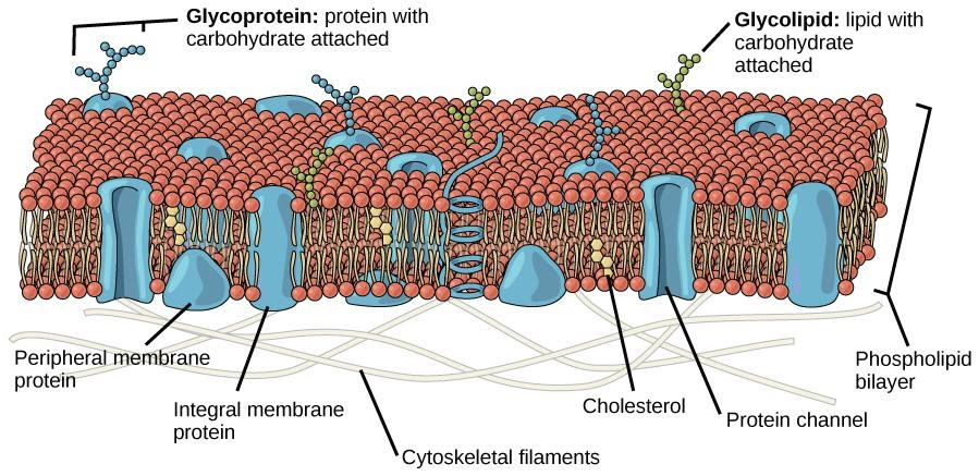 Why are membranes described as proteins in a sea of lipids? Explain ...