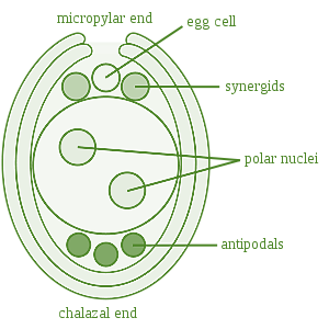 In angiosperms, pollen tube liberate their male gametes into theA ...