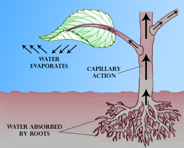 Transpiration Efficiency Transpiration Ratio Is A Water Absorbed 