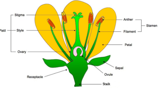 What Is The Middle Of A Flower Called 