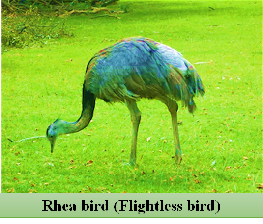 Flightless bird Rhea is found in:(a) Australia(b) South America(c